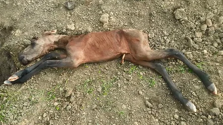 Cəlilabadın Maşlıq kəndində qanunsuz at kəsimi və at əti tədarükü ilə məşğul olanlar aşkarlanıb