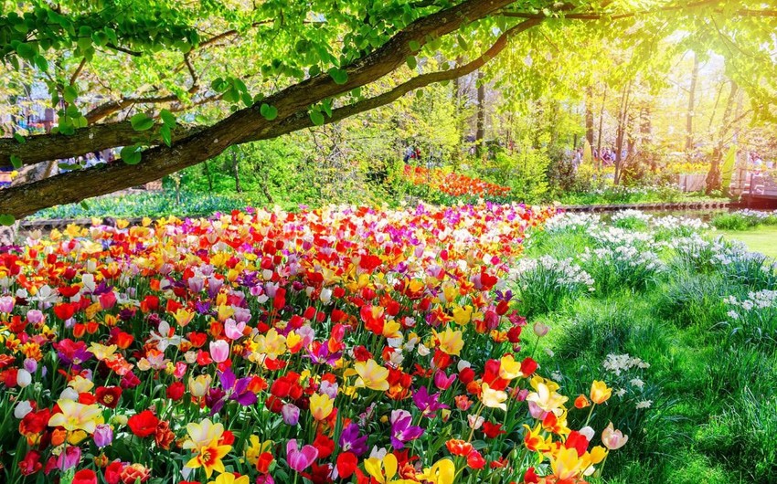 Weather forecast in Azerbaijan for June announced