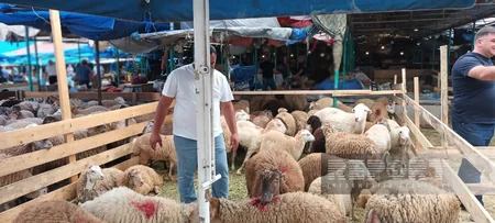 Paytaxt sakinləri qurban kəsir