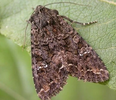 İsmayıllının alma bağlarında xəstəlik aşkarlanıb