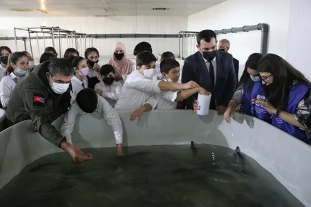 Nərə balıqları Kür çayına buraxılıb