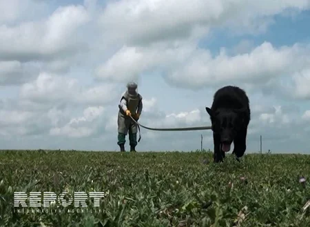 Mine-clearing operations are being conducted in liberated from occupation Azerbaijani territories - VIDEO
