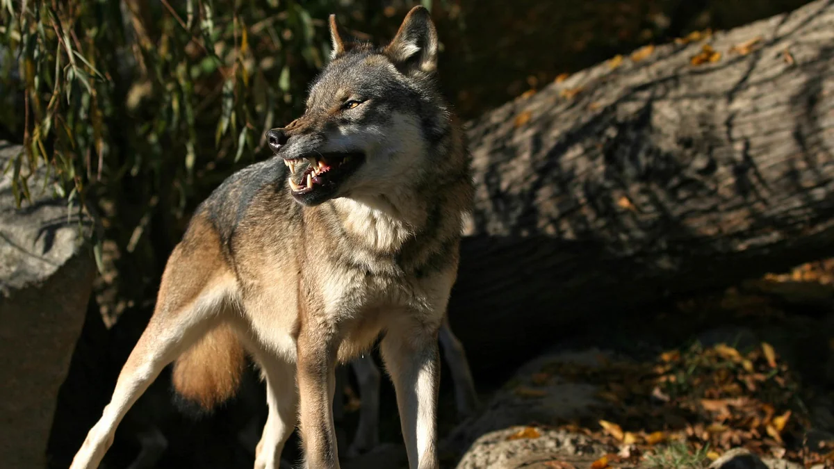 Şəkidə tövləyə girən canavar 44 baş qoyunu parçalayıb