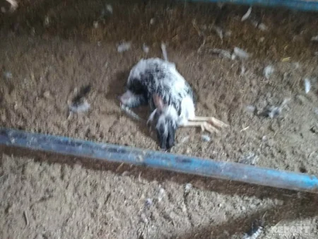 Bərdədə quşçuluq təsərrüfatında ev quşları kütləvi tələf olub - FOTO