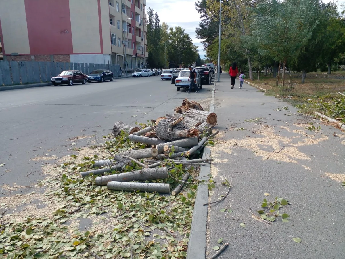Güclü külək Mingəçevirdə fəsadlar törədib