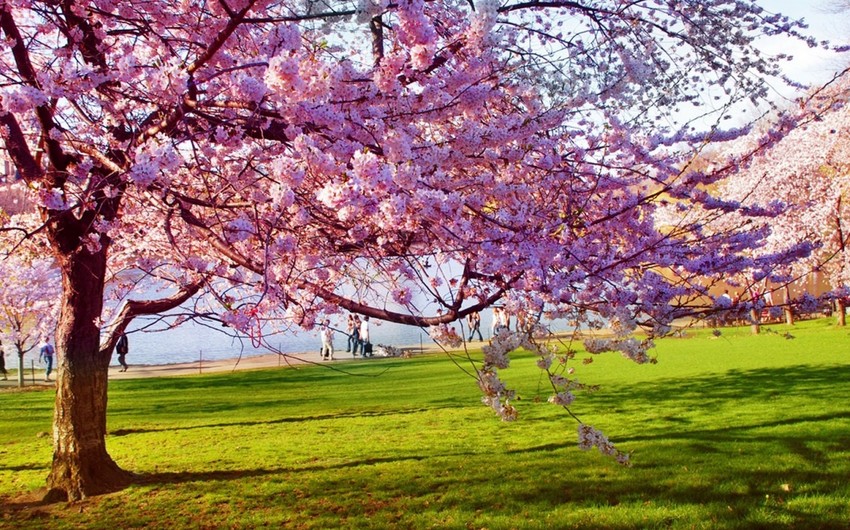 Ecologists: Air temperature will reach 32 C in Azerbaijan