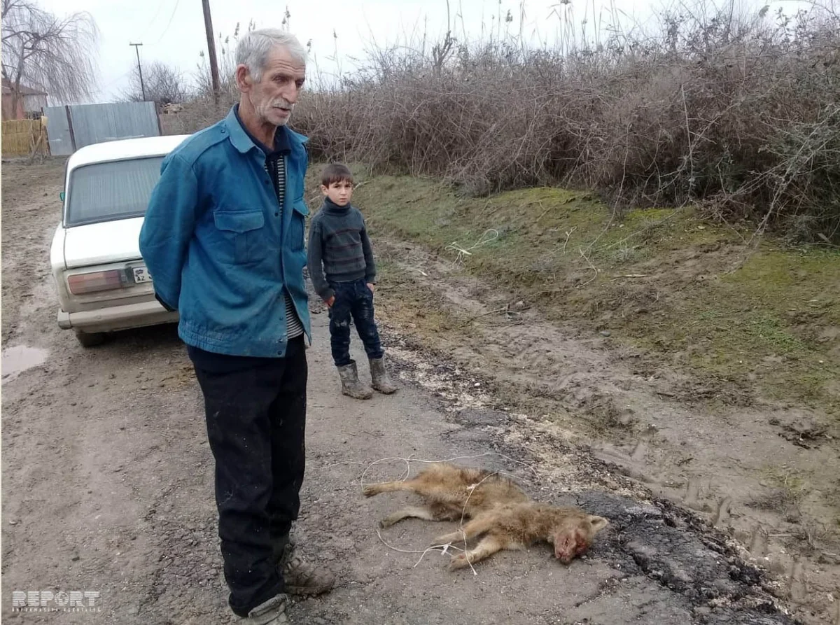 Hacıqabulda yırtıcı heyvan yerli sakinə hücum edərək ona xəsarət yetirib - FOTO