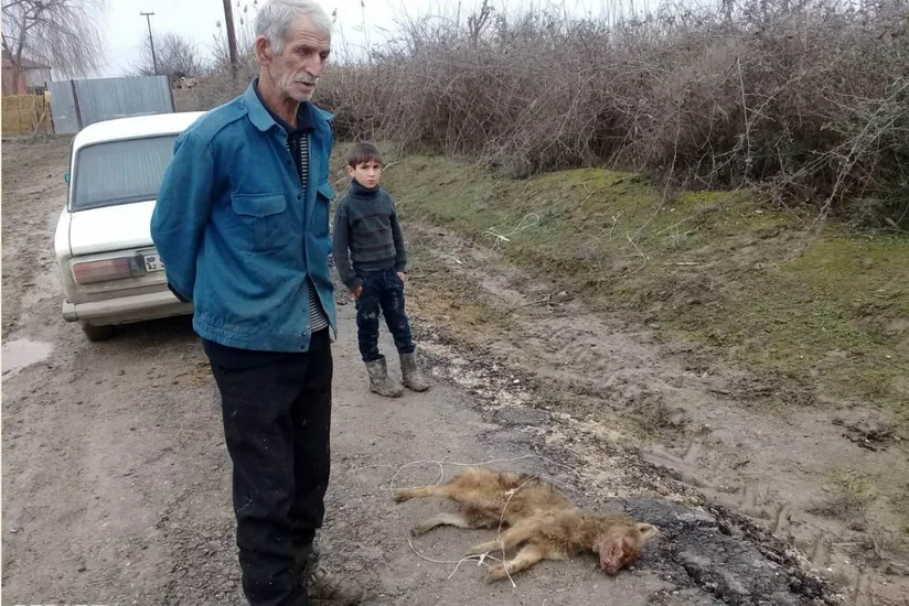 Hacıqabulda yırtıcı heyvan yerli sakinə hücum edərək ona xəsarət yetirib - FOTO