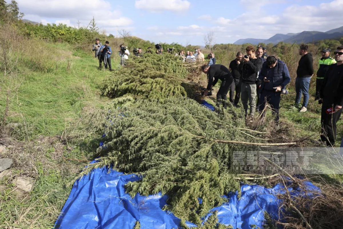 Foreign media representatives inspect drug plantations discovered in Aghdam