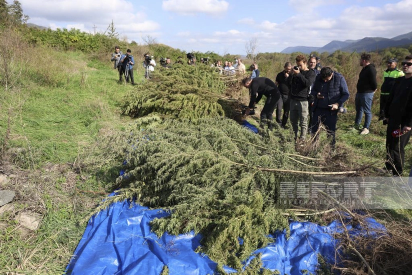 Foreign media representatives inspect drug plantations discovered in Aghdam