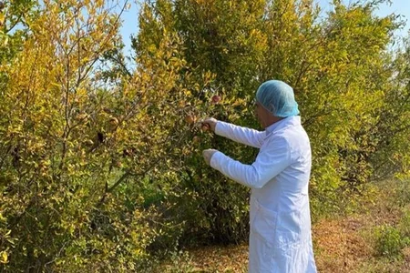 AQTA Tərtər, Bərdə və Ağdamda fitosanitar monitorinqlər aparıb