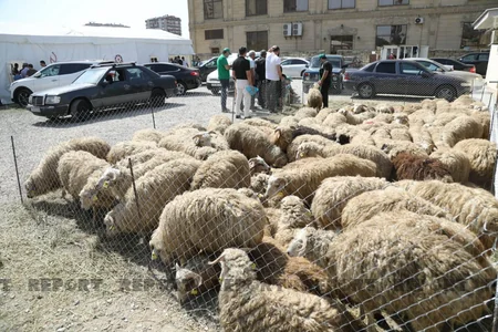 Bakıda əhali qurban kəsib
