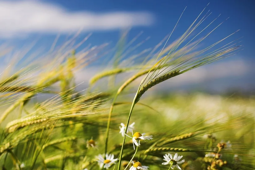 Bu gün Yel çərşənbəsidir
