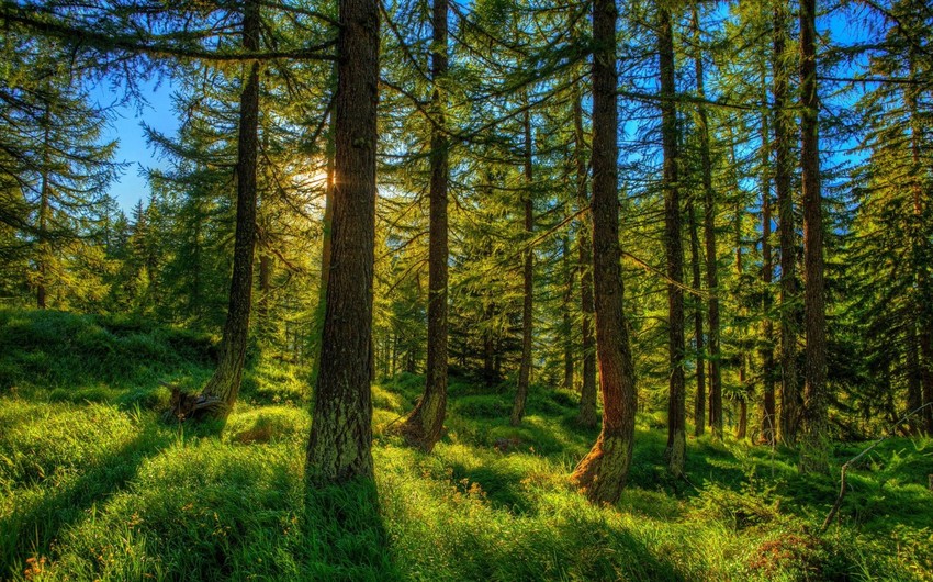 Large reductions in temperate rainforest biome due to unmitigated climate change