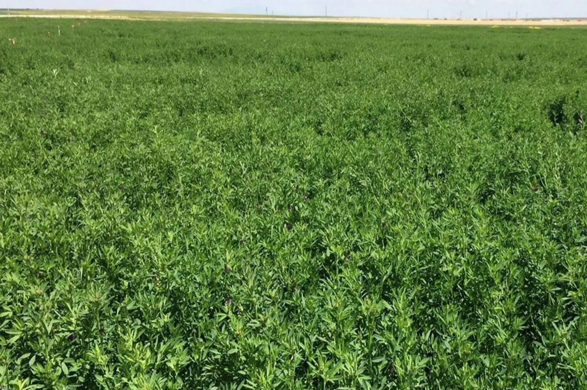 Cəlilabadda bu il yonca sahələri iki dəfəyə yaxın azalıb