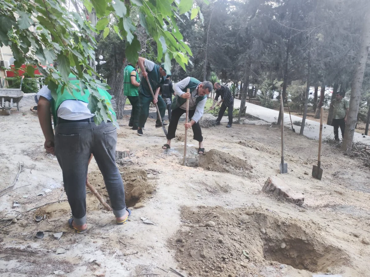Yaşıllaşdırma Təsərrüfat Birliyi: Yasamal rayonundakı parkda sanitar kəsim aparılıb