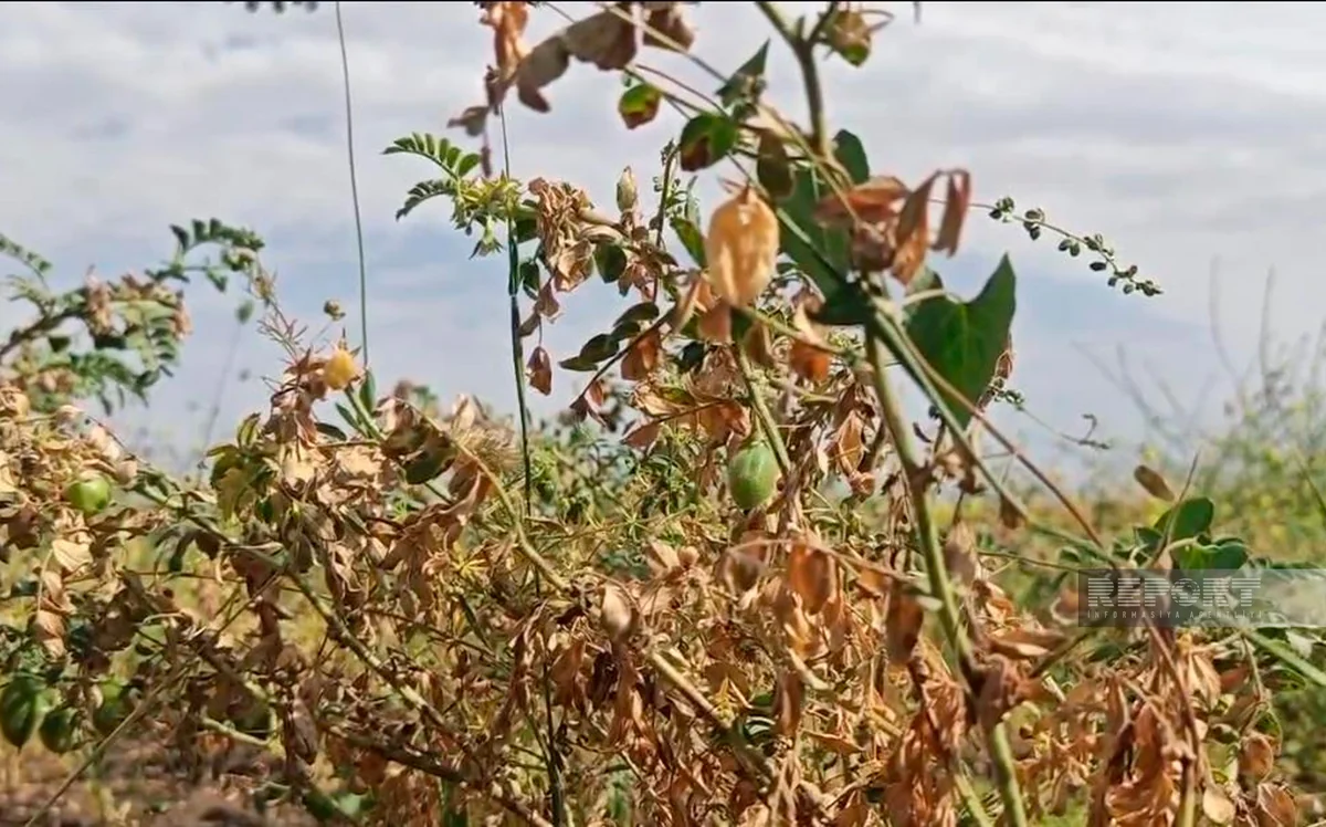Cəlilabadda 600 hektara yaxın noxud sahəsi məhv olub 