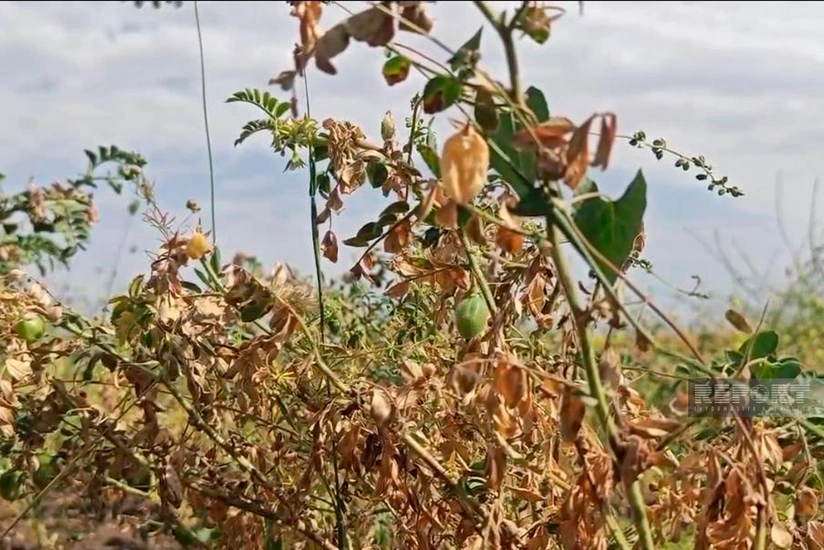 Cəlilabadda 600 hektara yaxın noxud sahəsi məhv olub 