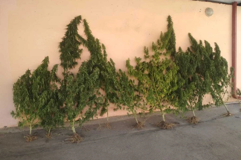 Tərtərdə çətənə bitkisi yetişdirən keçmiş məhkum saxlanılıb