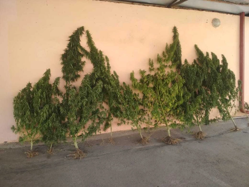 Tərtərdə çətənə bitkisi yetişdirən keçmiş məhkum saxlanılıb