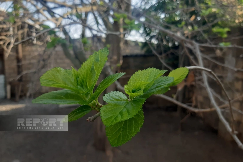 Biləsuvarda həşəratların zərər vurduğu tut ağacları ikinci dəfə yarpaqlayıb