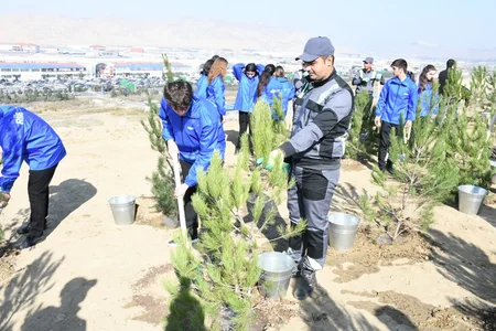 Bakıda növbəti ekoloji aksiya keçirilib, 400 şam ağacı əkilib