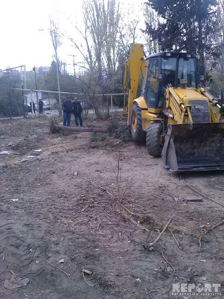 Bakıda ağaclar abadlıq adı ilə kütləvi şəkildə kəsilib, Mənzil-Kommunal Təsərrüfatı Birliyi cərimələnib - FOTO