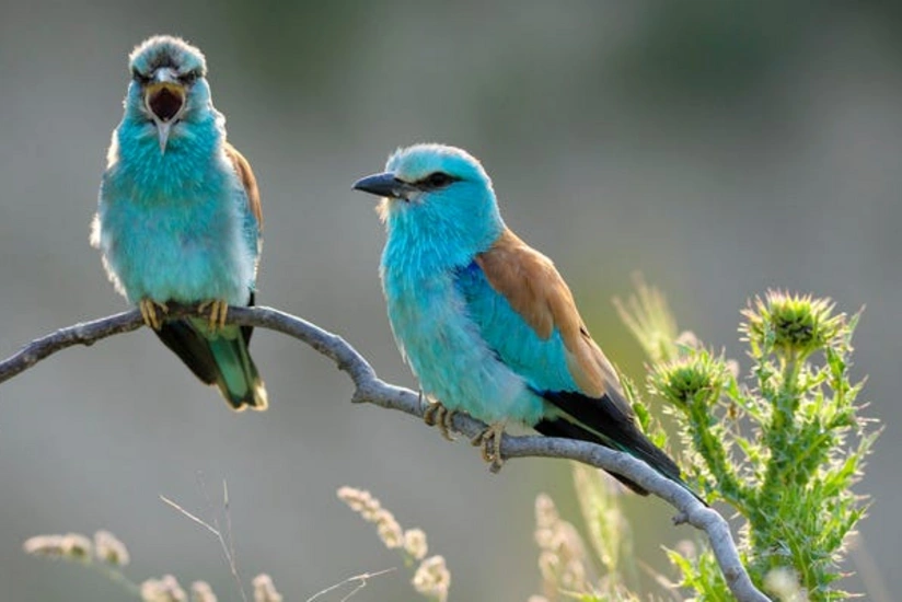 Forbes: Азербайджан обладает невероятным разнообразием птиц