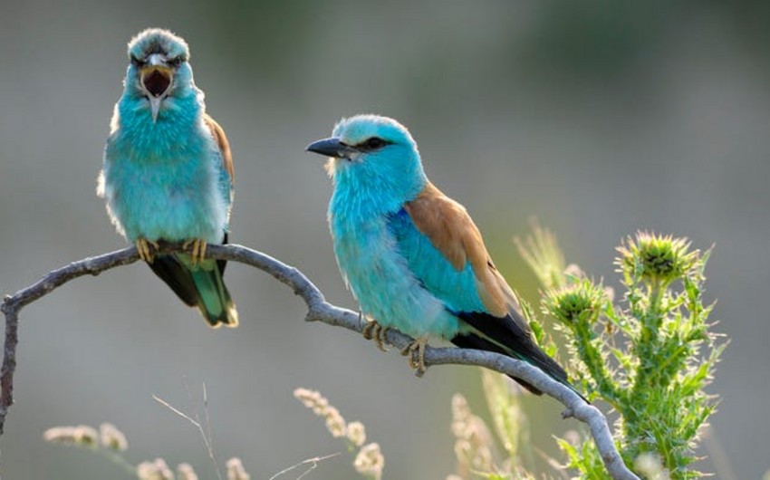 Forbes: Azerbaijan has an incredible diversity of bird species