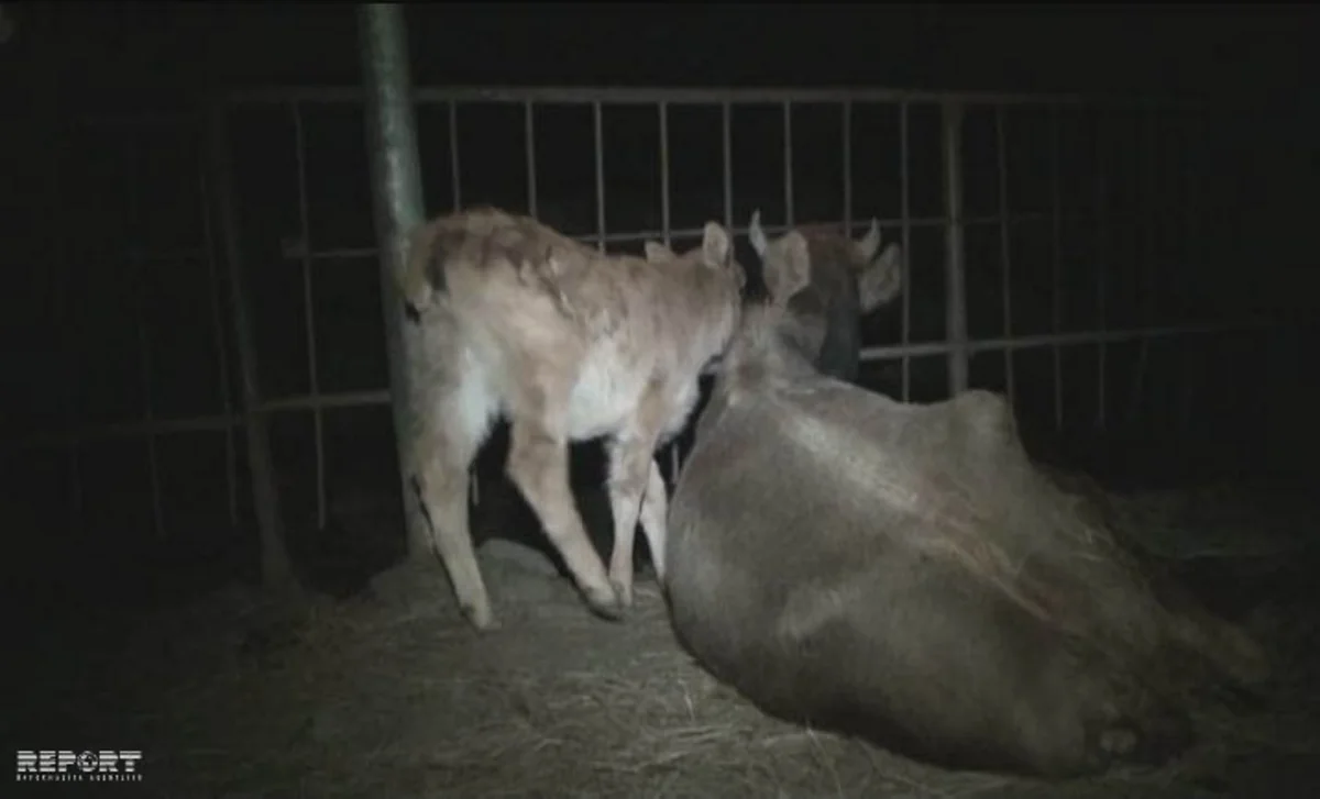 В Шеки волки напали на скот - ФОТО - ВИДЕО - ДОПОЛНЕНО