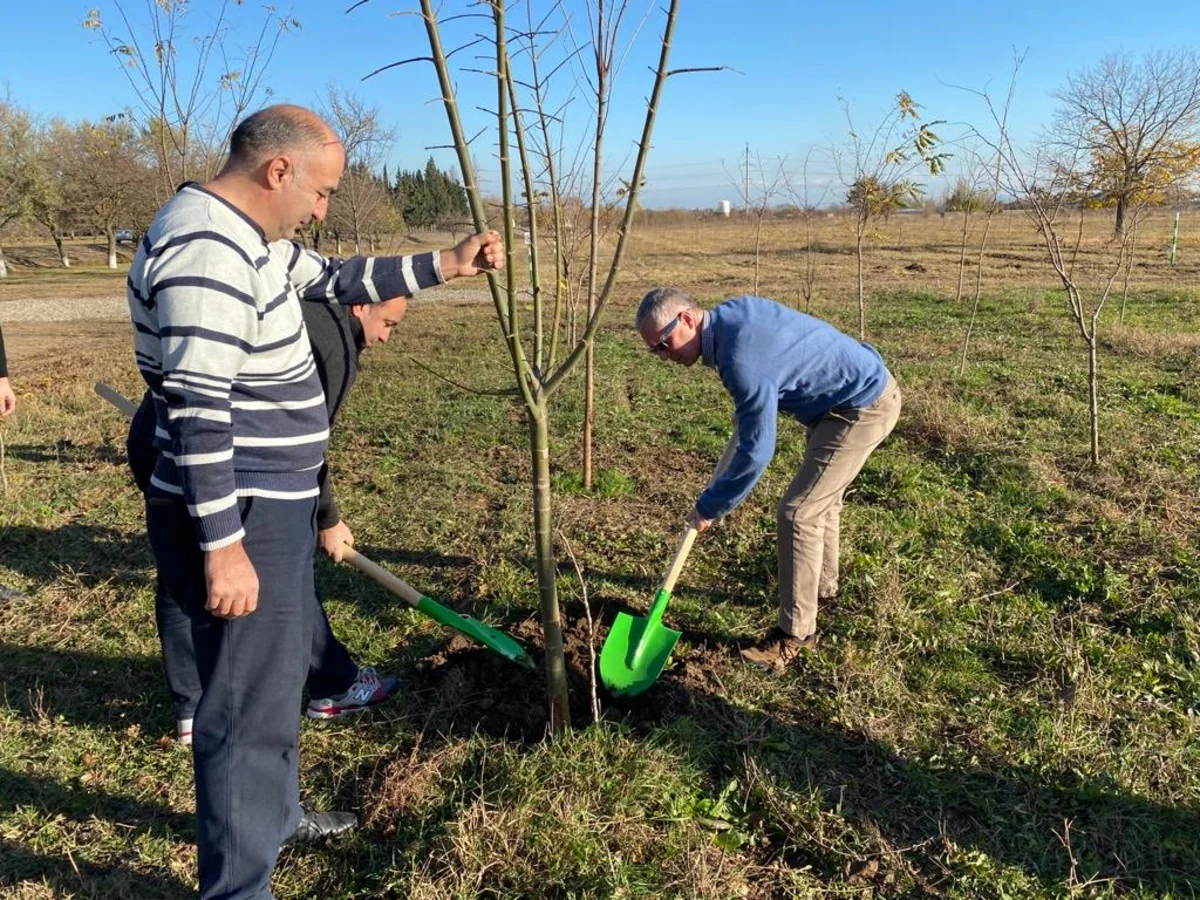 Britaniya səfiri Gəncədə ağac əkib