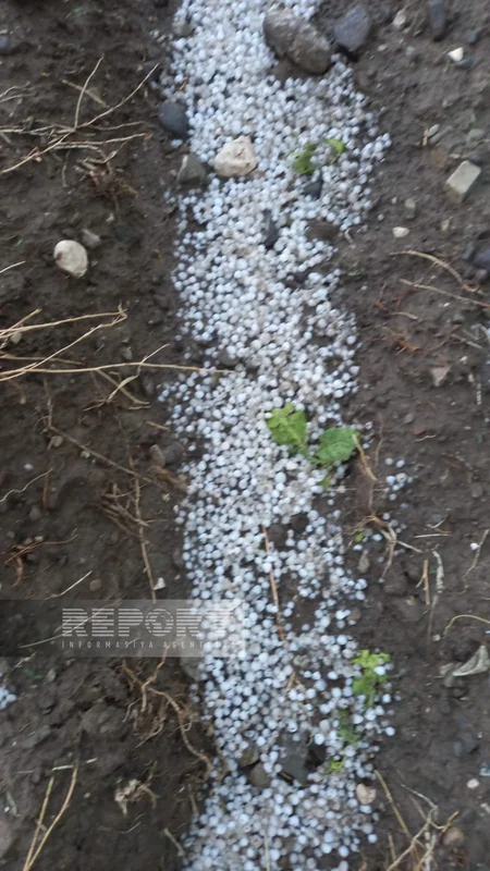 Град в Шеки вызвал ряд последствий