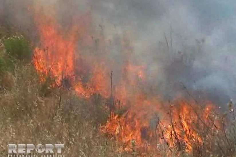 В лесной полосе в южном регионе Азербайджана произошел пожар