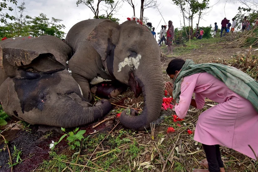 Около 600 слонов погибли в Индии из-за ударов током