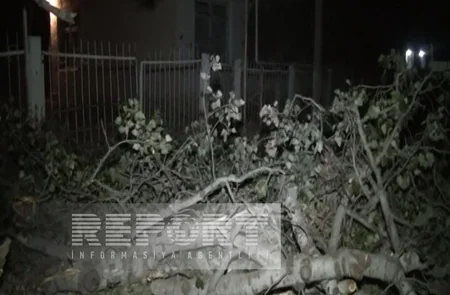 Goranboyda qurumuş nəhəng ağac sakinlərin həyatına təhlükə yaradır