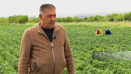 “Çiyələkli kənd” və bağbanların sənət əsəri, mövsümə hökm edən yerli göycə - Naxçıvandan REPORTAJ