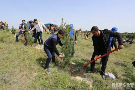 Bu gün Gəncədə 10 mindən çox ağac əkilib - FOTO