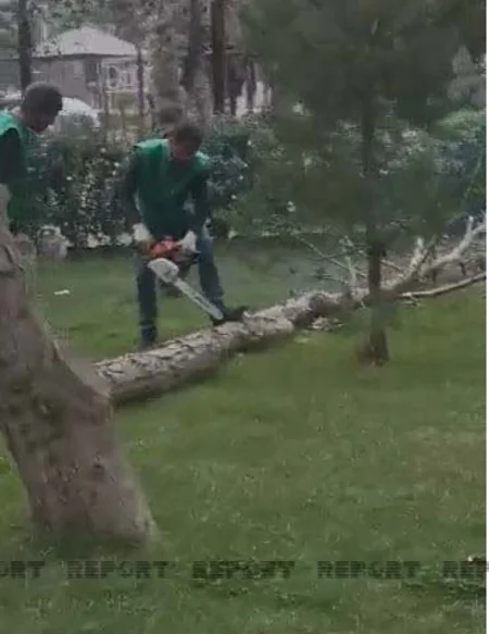 Bakıda parkda ağaclar niyə kəsilib? - AÇIQLAMA