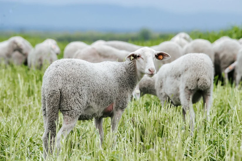 Azerbaijan buys purebred sheep from Europe
