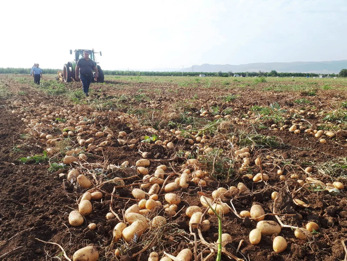 Cəlilabadda fermerlər kartof ixracında problemlə üzləşiblər