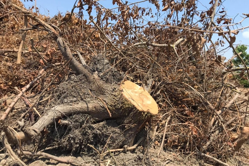 Xidmət rəisi: Beta şirkəti Lənkəranda ağacları qanunsuz kəsib