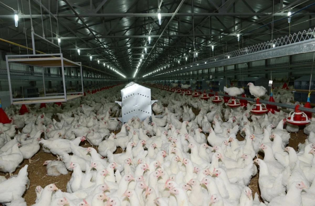 Bakıda quşçuluq fabrikindən 170 min manatlıq məhsul oğurlanıb
