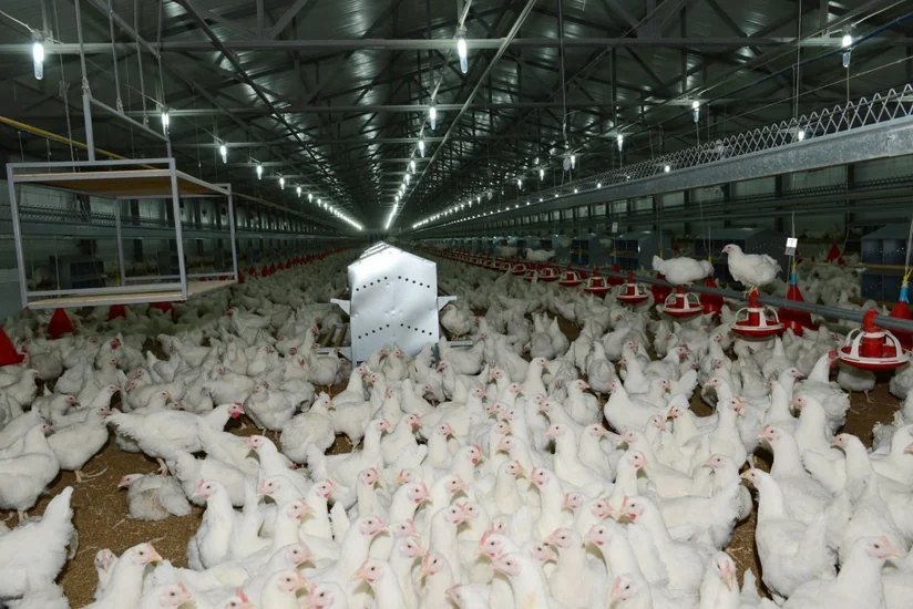Bakıda quşçuluq fabrikindən 170 min manatlıq məhsul oğurlanıb