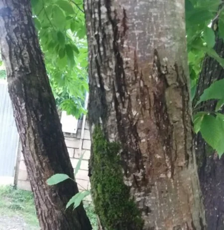 Azərbaycanda şabalıd bağlarında gövdə yanığı xəstəliyi yayılıb