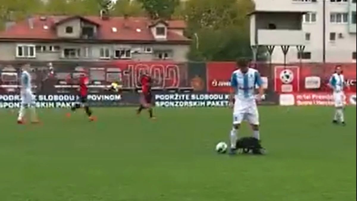 Meydana girən it oyunun dayanmasına səbəb olub