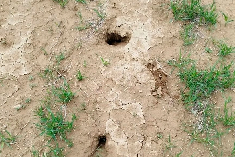 Cəlilabadda əkin sahələrində gəmiricilər artıb