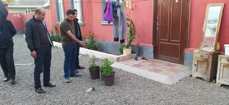 Tovuzda evində narkotik yetişdirən şəxs saxlanıldı - VİDEO