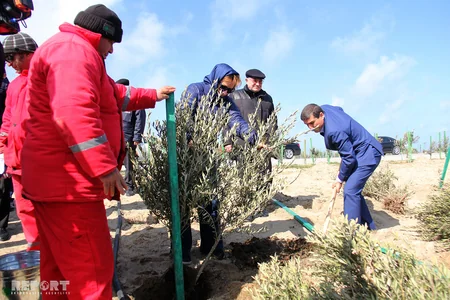 SOCAR növbəti genişmiqyaslı ağacəkmə kampaniyasına start verib - FOTOREPORTAJ