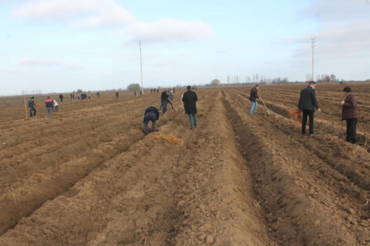 Bakı-Qazax yolunun kənarlarına 20 min tut tingi əkilib
