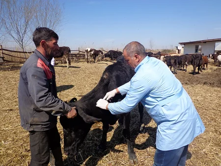 Salyanda heyvanlar arasında profilaktik peyvəndləmə və diaqnostik müayinə tədbirləri davam etdirilir